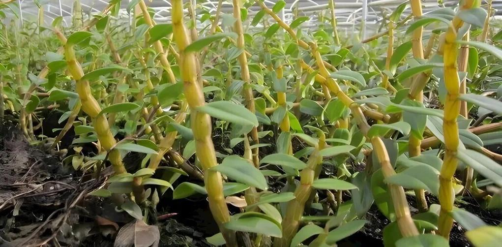龙陵石斛基地石斛植株近景
